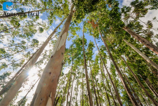 Eucalyptus tree against sky